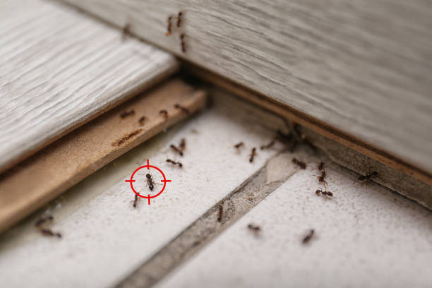 Best Pest Control for Businesses  in Halls, TN