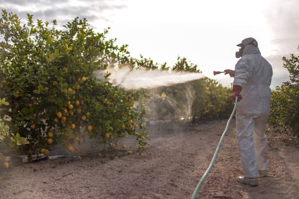 Best Ant Control Services  in Halls, TN