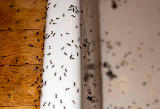 Best Affordable Exterminators  in Halls, TN