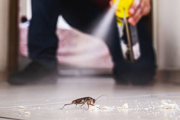 Best Spider Control Near Me  in Halls, TN