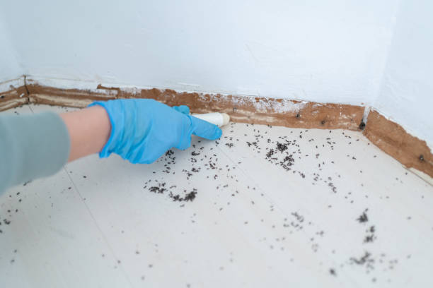 Best Affordable Pest Control Services  in Halls, TN